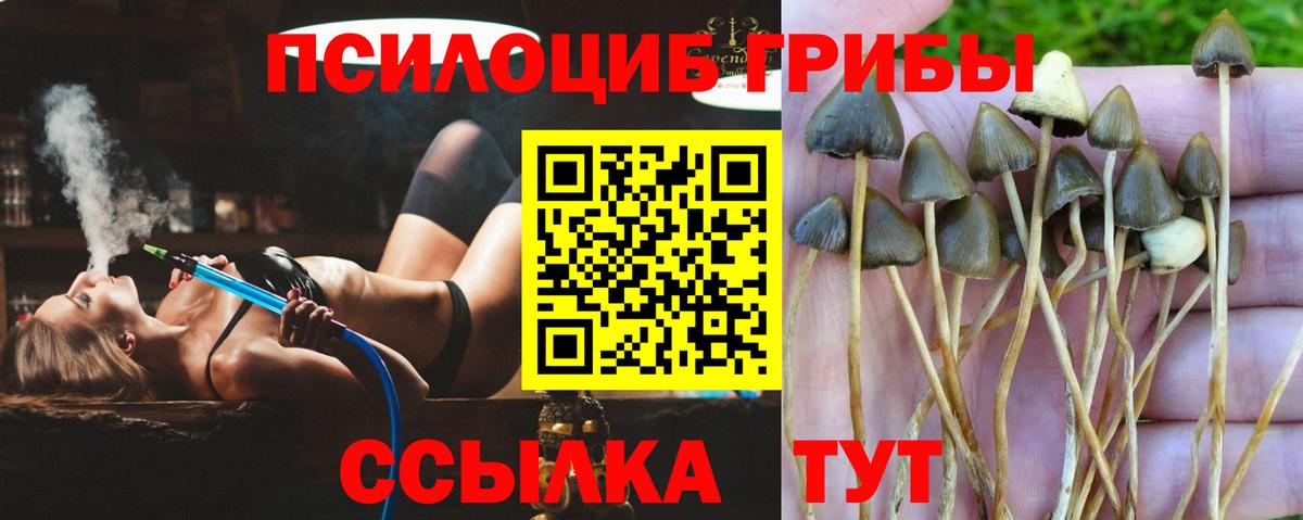 Галлюциногенные грибы Cubensis Нерюнгри